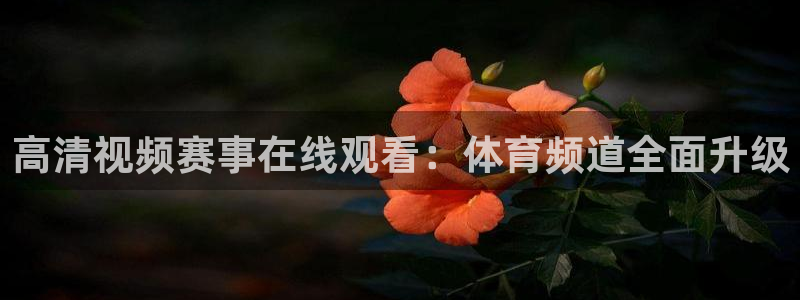 高清视频赛事在线观看：体育频道全面升级