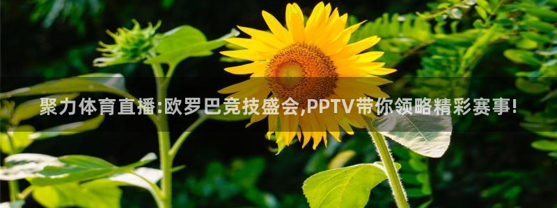 聚力体育直播:欧罗巴竞技盛会,PPTV带你领略精彩赛事!