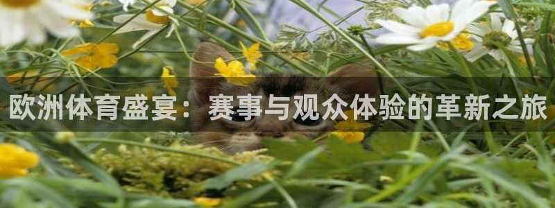 欧洲体育盛宴：赛事与观众体验的革新之旅
